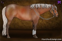 Horse Color:Silver Bay