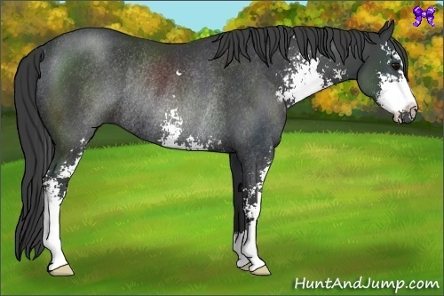 Horse Color:Black Sabino Rabicano 