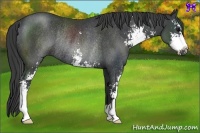 Horse Color:Black Sabino Rabicano 