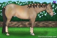 Horse Color:Sable Champagne Rabicano 