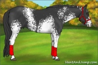 Horse Color:White Spotted Black