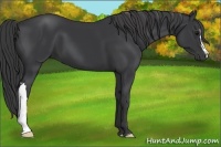 Horse Color:Black 