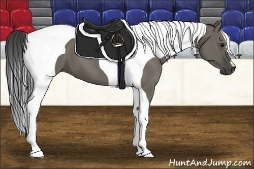 Horse Color:Smoky Grullo Tobiano 