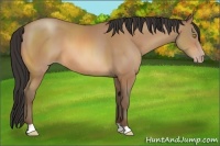 Horse Color:Amber Champagne