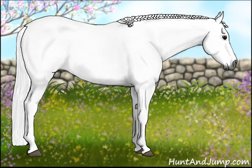 Horse Color:Gray Bay 