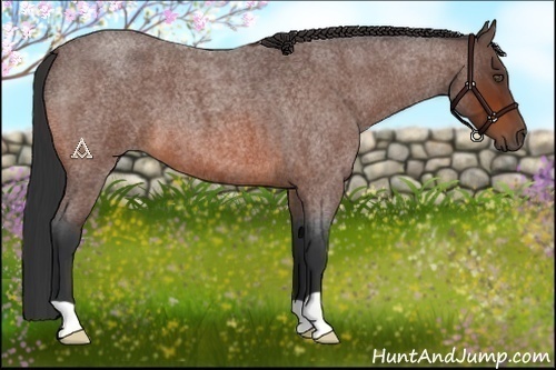 Horse Color:Bay Roan 