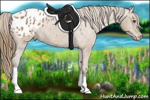 Horse Color:Buckskin Appaloosa