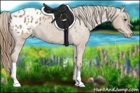Horse Color:Buckskin Appaloosa 