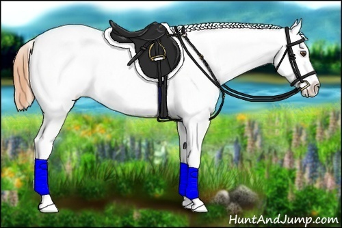 Horse Color:Buckskin Dun Appaloosa 