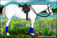 Horse Color:Buckskin Dun Appaloosa 