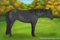 Horse Color:Black Sabino