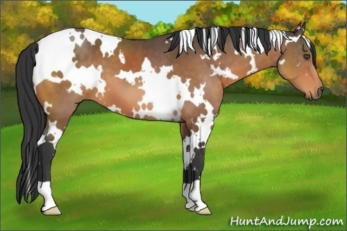 Horse Color:White Spotted Buckskin 