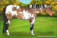 Horse Color:White Spotted Buckskin