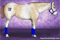 Horse Color:White Spotted Red Dun 
