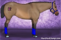 Horse Color:Bay Dun Rabicano 