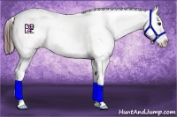 Horse Color:White Spotted Bay Varnish 