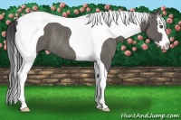 Horse Color:Grullo Sabino Splash Tobiano Rabicano