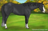 Horse Color:Black Splash