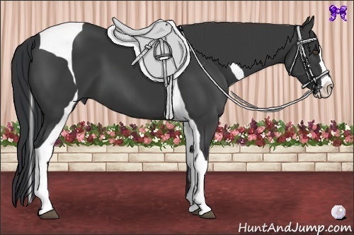 Horse Color:Black Splash Tobiano Frame 