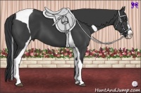 Horse Color:Black Splash Tobiano Frame