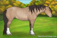 Horse Color:Amber Champagne Rabicano 