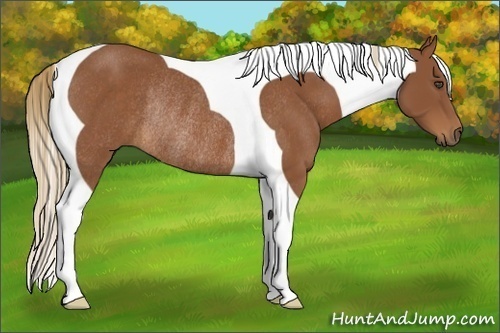 Horse Color:Chestnut Tobiano Rabicano 