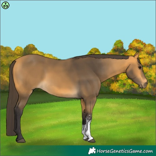 Horse Color:Buckskin Sabino 