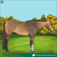 Horse Color:Buckskin Sabino 