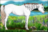 Horse Color:Gold Champagne Sabino Appaloosa 