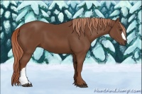 Horse Color:Chestnut 