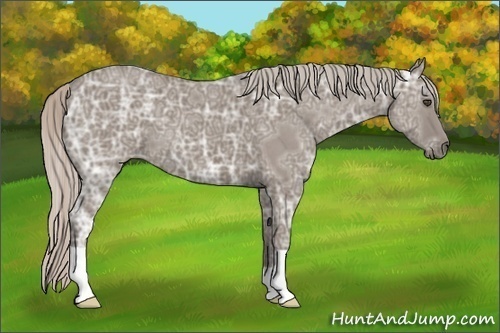 Horse Color:Silver Grullo Ice