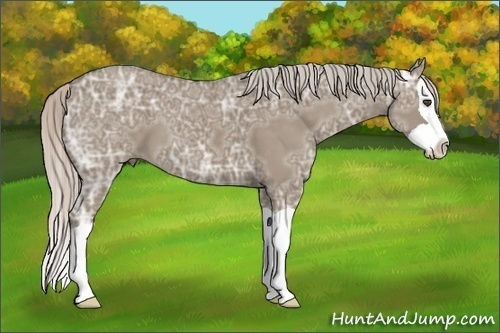 Horse Color:Silver Grullo Ice Splash
