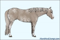 Horse Color:Silver Grullo Ice Sabino Splash 