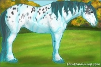 Horse Color:Thunderstruck White Spotted Black Near Leopard 