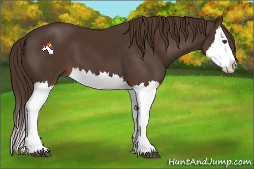 Horse Color:Liver Chestnut Splash 