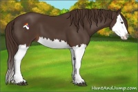 Horse Color:Liver Chestnut Splash