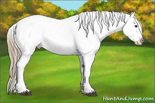 Horse Color:Liver Chestnut Splash Tobiano Frame Snowcap 
