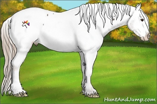 Horse Color:Liver Chestnut Appaloosa 