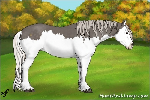 Horse Color:Silver Black Splash 