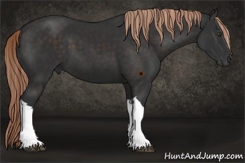 Horse Color:Liver Chestnut 