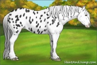 Horse Color:Liver Chestnut Appaloosa 