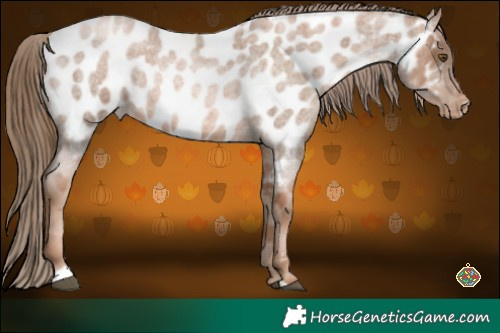 Horse Color:Liver Red Roan Pearl Near Leopard 