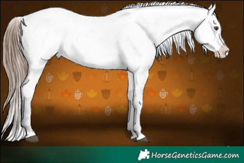Horse Color:Liver Red Roan Pearl Appaloosa 