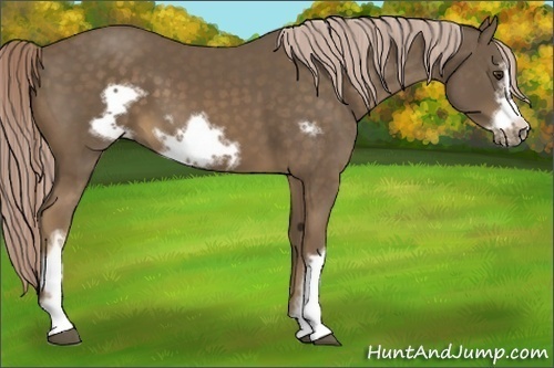 Horse Color:Chocolate Palomino Frame 