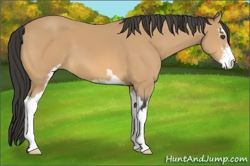 Horse Color:Buckskin Sabino
