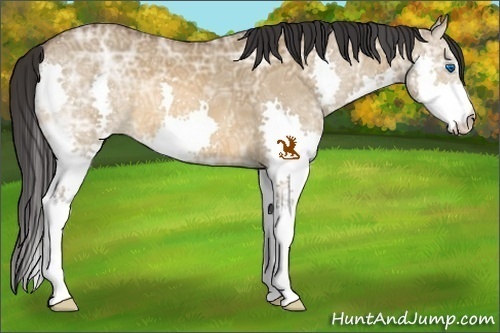 Horse Color:Bay Ice Dun Splash 