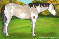 Horse Color:Bay Ice Dun Splash 