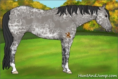 Horse Color:Grullo Ice Rabicano