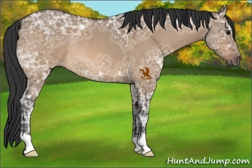 Horse Color:Bay Ice Dun Rabicano 