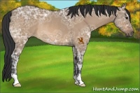 Horse Color:Bay Ice Dun Rabicano 